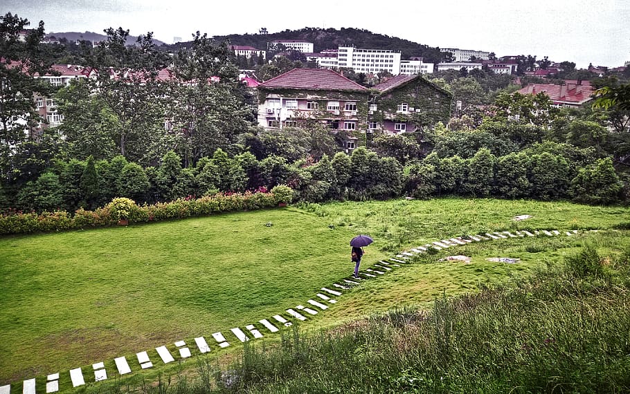 china, qingdao, trees, building, rain, road, one man, grass, HD wallpaper