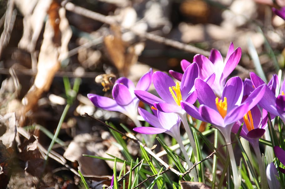 crocus, purple, forest, nature, flower, spring, plant, blossom HD wallpaper