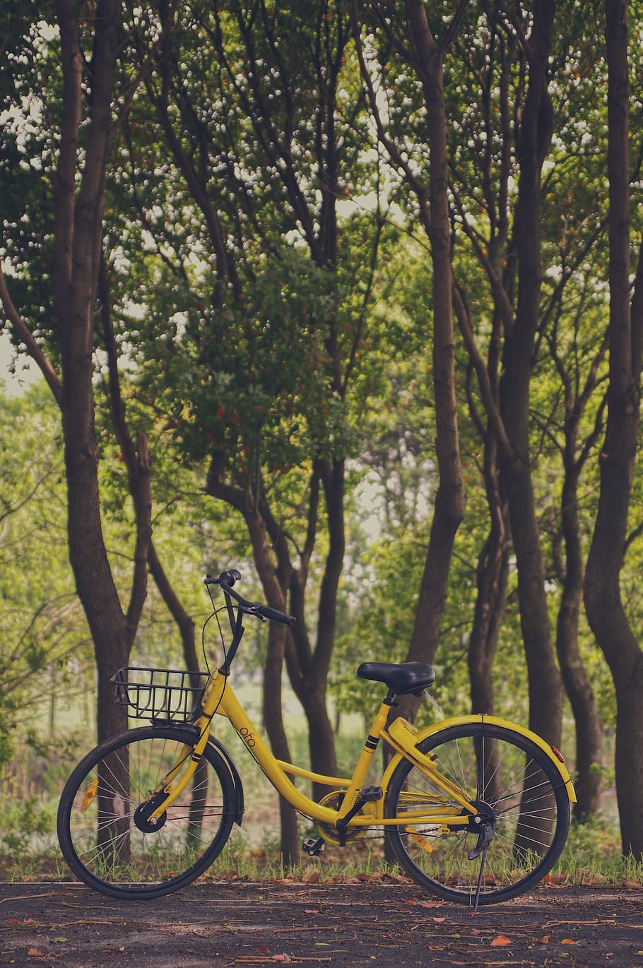 bike parked under tree sheds, bicycle, transportation, vehicle, HD wallpaper