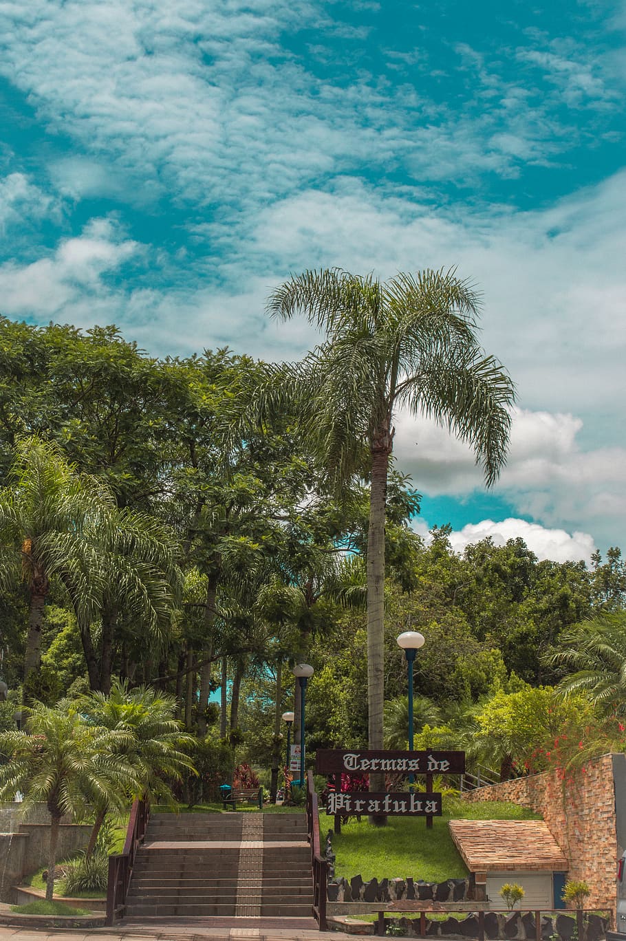 tree, plant, sky, cloud - sky, tropical climate, palm tree HD wallpaper