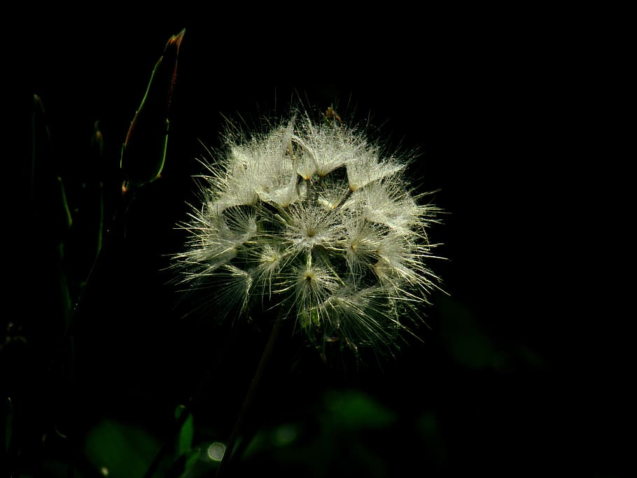spain, león, flower, flowering plant, fragility, vulnerability HD wallpaper