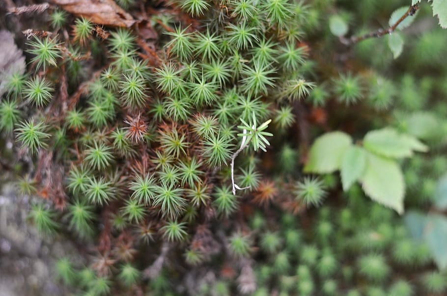 nature, green, pattern, tree, forest, closeup, hike, growth HD wallpaper