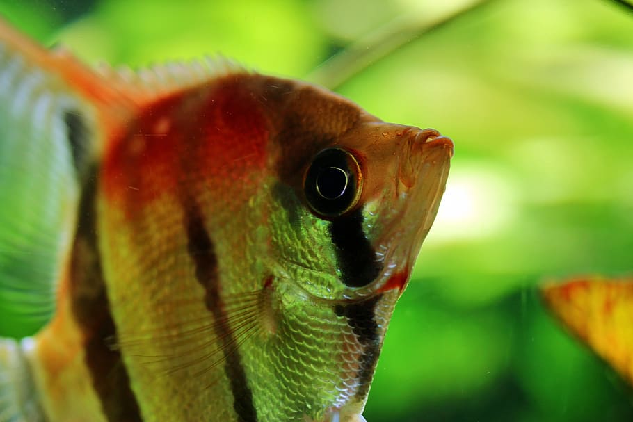 scalar, redback scalar, tropical fish-keeping, eye, close up, HD wallpaper