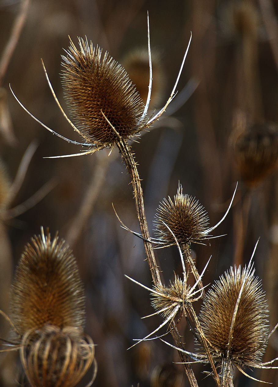 card, infructescence, dried, backlighting, wild cards, dipsacus fullonum HD wallpaper