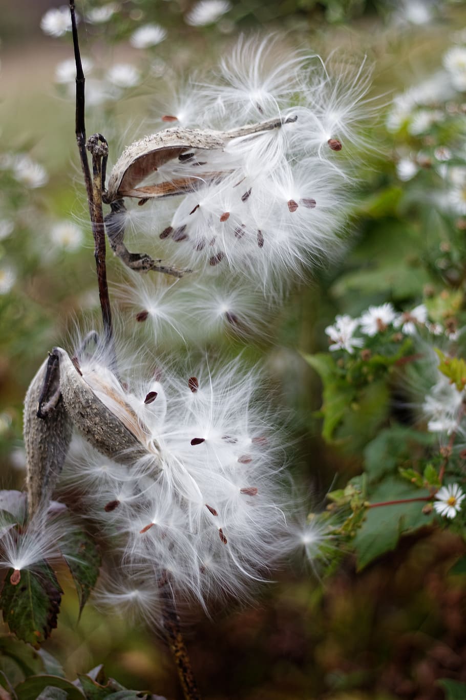 milkweed, seeds, plants, pod, close-up, no people, growth, day, HD wallpaper