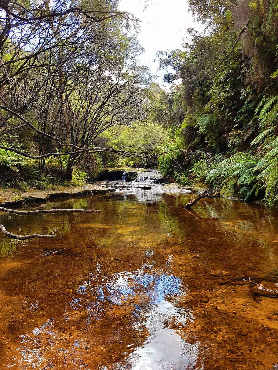 australia, wentworth falls, water, tree, plant, reflection HD wallpaper