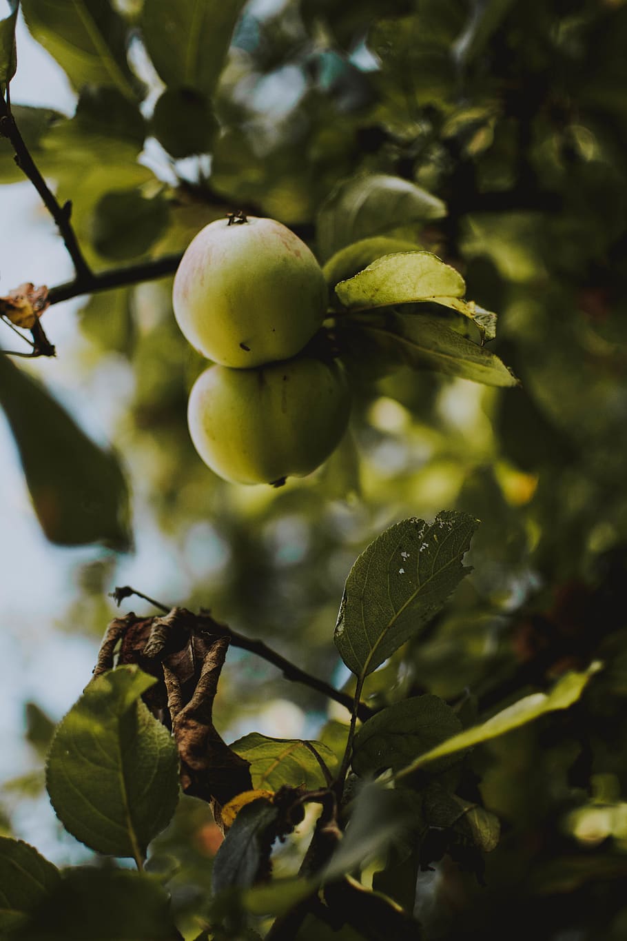 Round Green Fruits, apples, blurred background, branches, close-up HD wallpaper