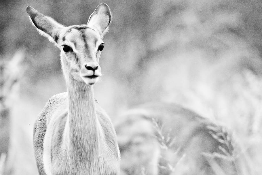 HD wallpaper: grayscale photo of animal, wildlife, antelope, gazelle,  mammal | Wallpaper Flare
