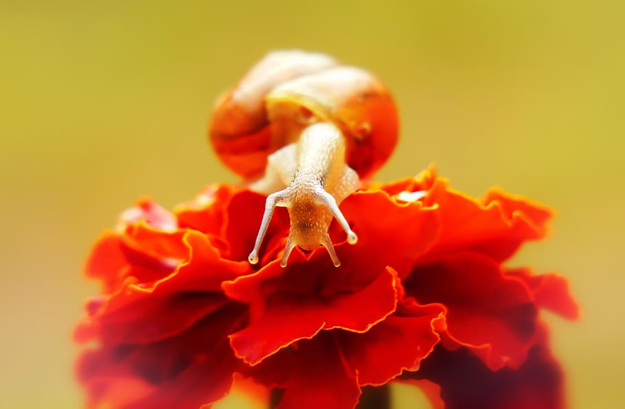 brown snail on red flower, human, person, people, plant, pollen HD wallpaper