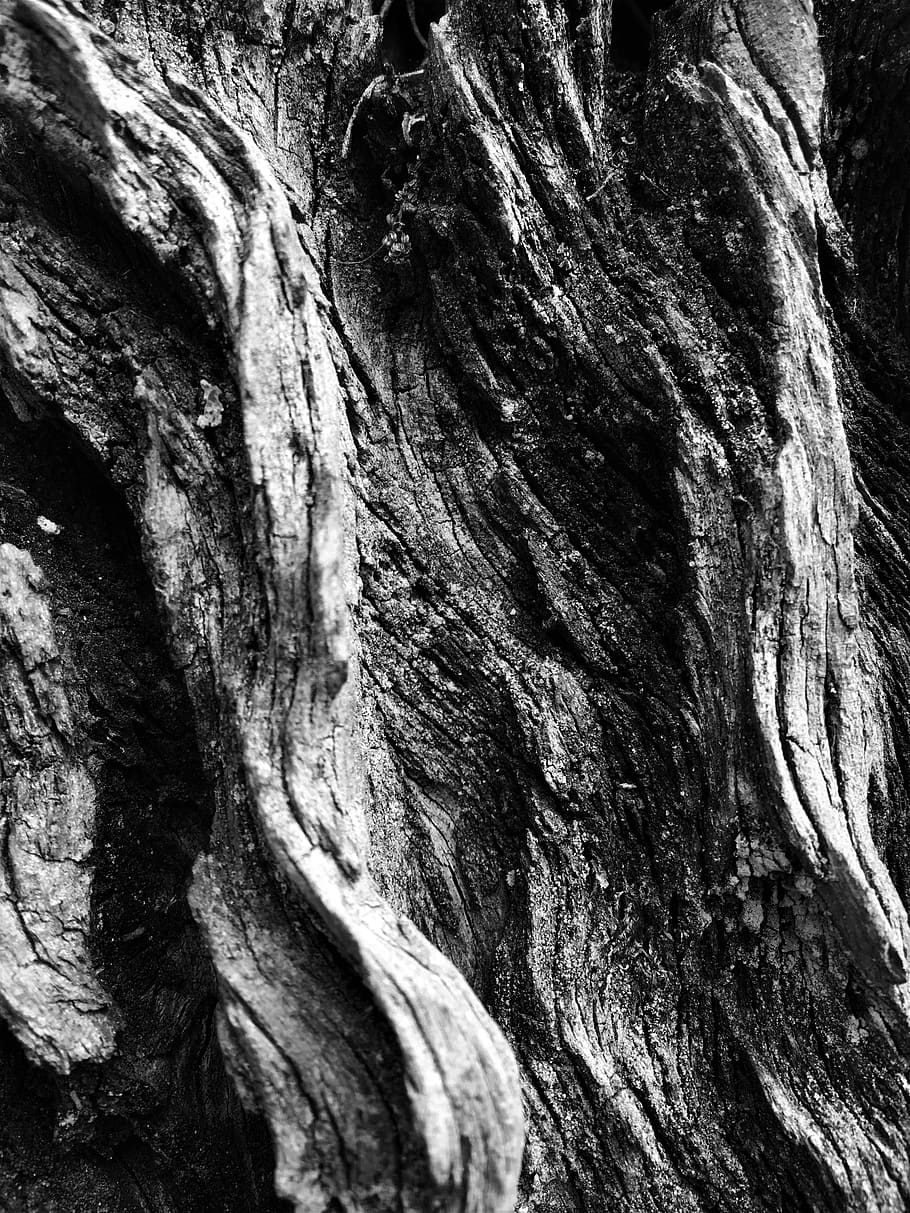 iphone, black and white, trees, tree bark, macro, nature, textured, HD wallpaper