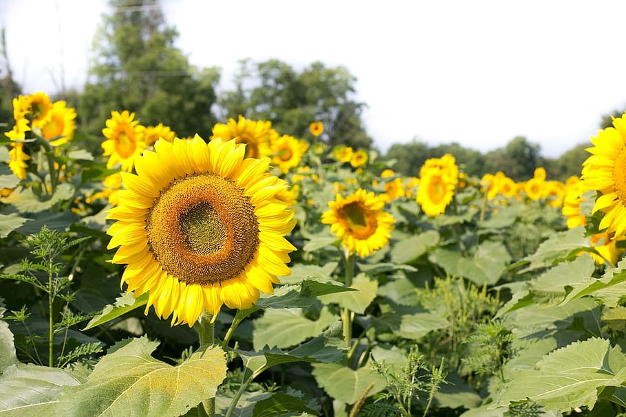 field, sun, sunflower, seed, fresh, nature, fragrance, garden HD wallpaper