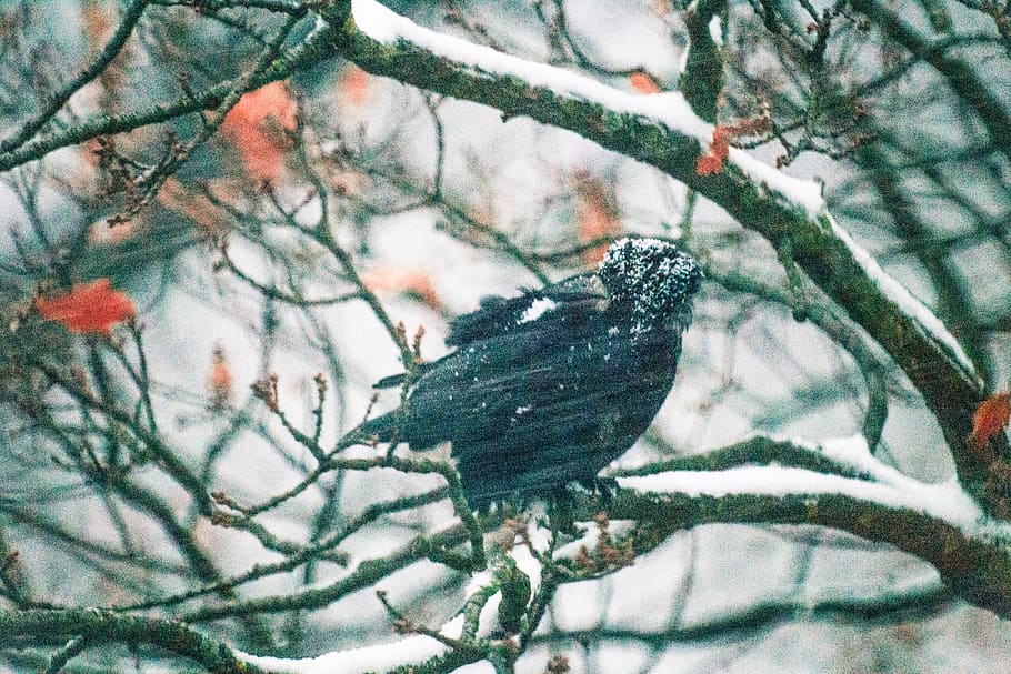 crow, snow, wind, cold, tree, buds, frosty, winter, cold temperature HD wallpaper