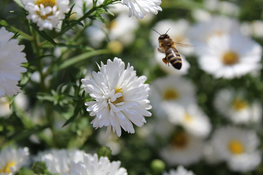 Honey Bee Hovering Near White Aster Flower in Selective-focus Photography HD wallpaper
