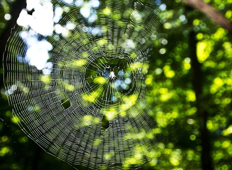 web, spider, nature, pattern, design, spider web, plant, close-up HD wallpaper