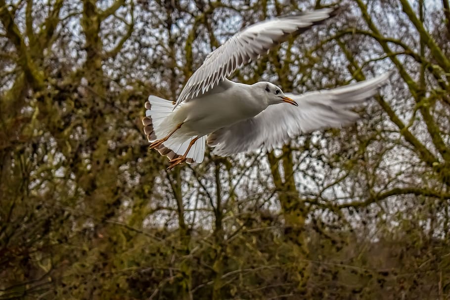 gull, bird, seagull, flying, dom, animal, nature, feather, flight HD wallpaper