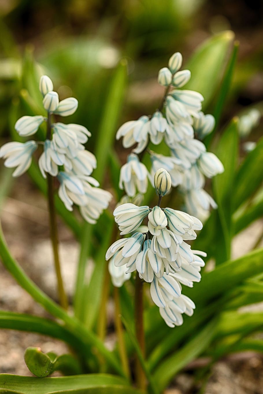 flower, white, plant, spring, nature, macro, blossom, flowering plant HD wallpaper