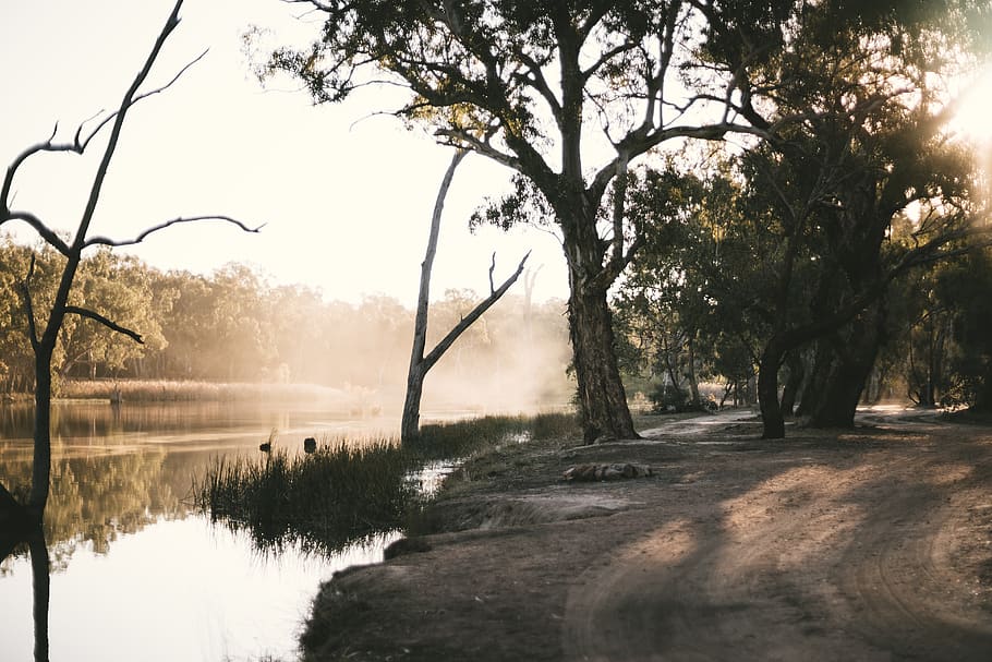 river surrounded with trees, gravel, road, dirt road, australia HD wallpaper