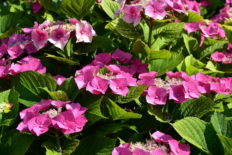 hydrangea, bush, flowers, nature, plant, bloom, garden, flowering shrub, HD wallpaper