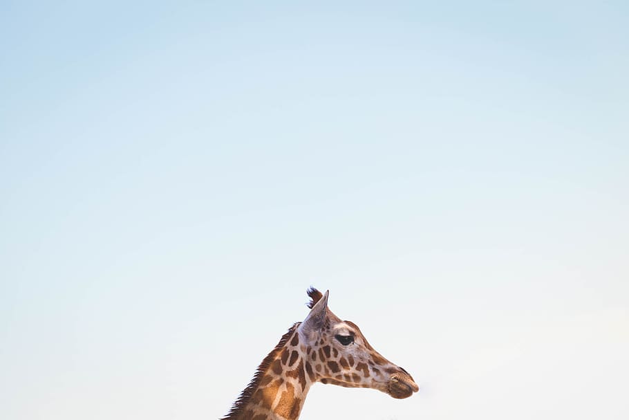 nature, blue, sky, animals, giraffe, head, one animal, mammal HD wallpaper