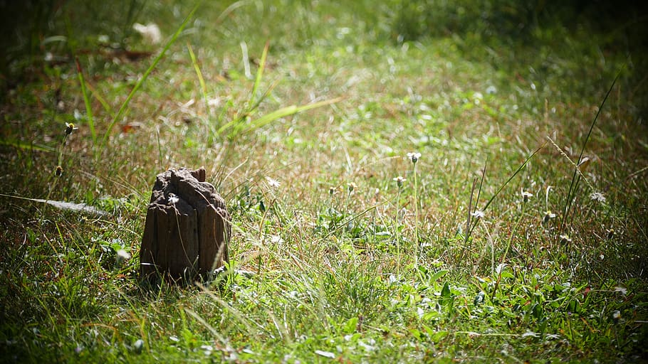 malaysia, ipoh, grass, stump, green bean, nature, plant, field HD wallpaper