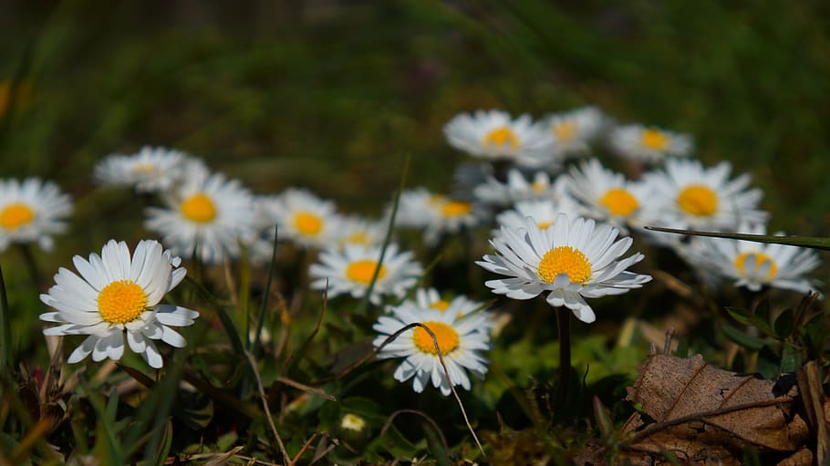 nature, plants, flowers, spring, daisies, meadow, the environment HD wallpaper