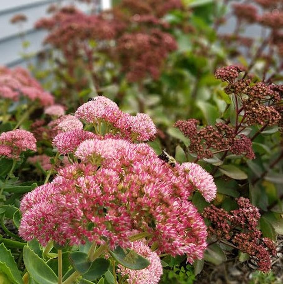 united states, carthage, flower, plant, flowering plant, pink color HD wallpaper