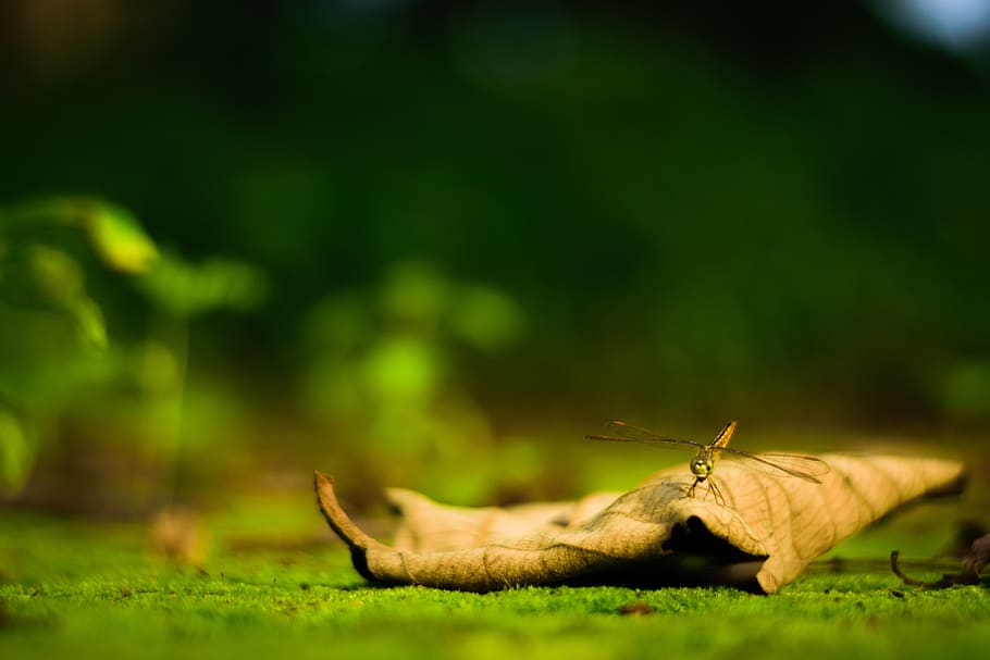 dragonfly, leaf, nature, insect, leaves, garden, wings, creature HD wallpaper