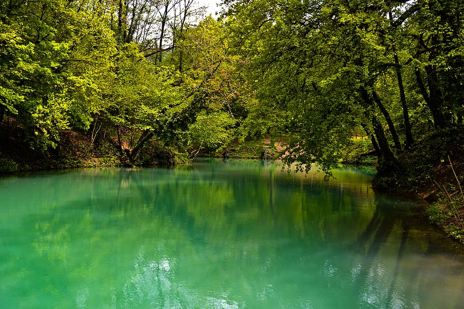 lake, tree, forest, copper, nature, water, landscape, trees HD wallpaper