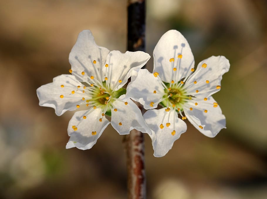 flowers, white, casey, tree, spring, nature, bloom, supplies HD wallpaper