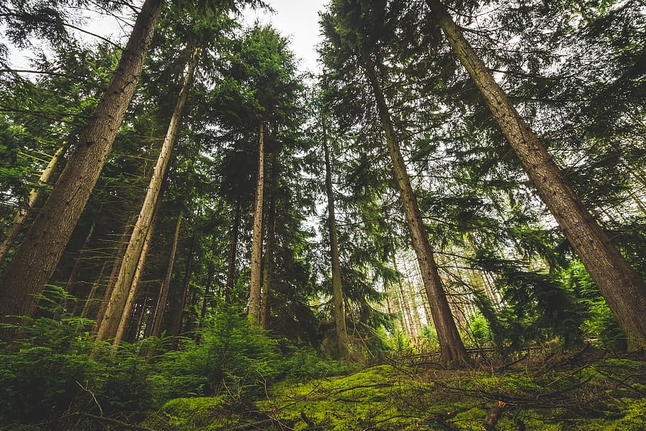 Low Angle View of Trees on Forest, conifer, daylight, environment HD wallpaper