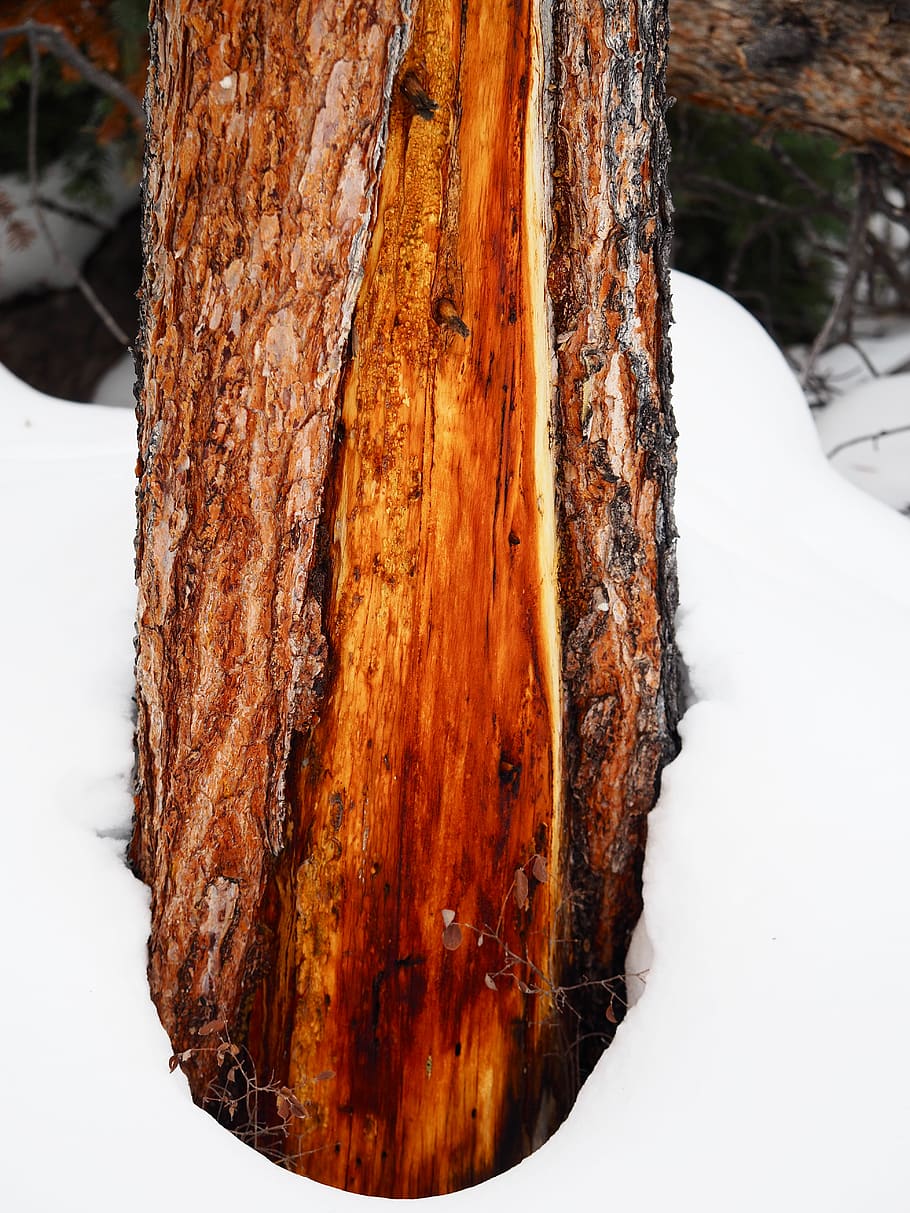 plant, tree, nature, ice, outdoors, tree trunk, snow, wood HD wallpaper