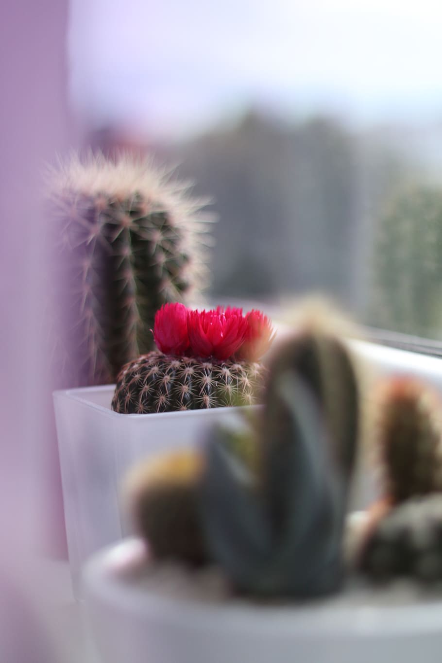 cactus, fruit, food and drink, selective focus, close-up, healthy eating HD wallpaper