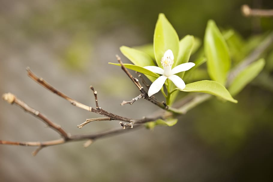 Selective Photo Of White Orchid, bloom, blossom, branch, dof HD wallpaper