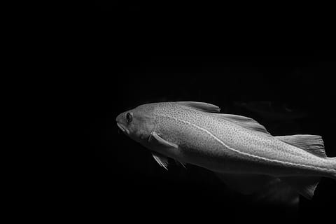 white fish, animal, cod, water, aquatic, nature, bw, codfish HD wallpaper