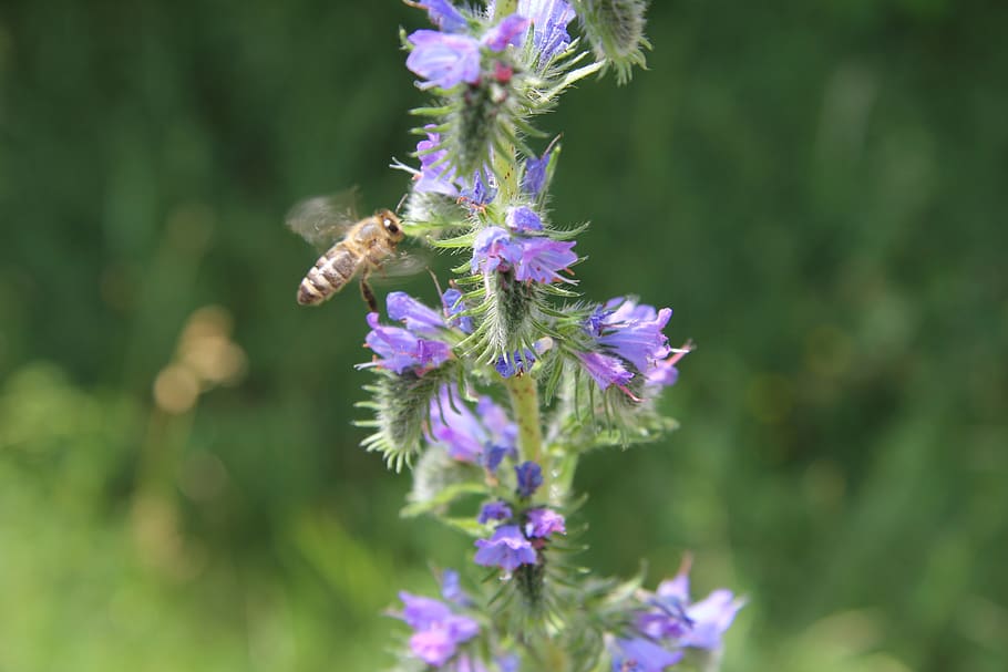 bee, nature, nectar, close up, insect, flower, summer, honey bee HD wallpaper