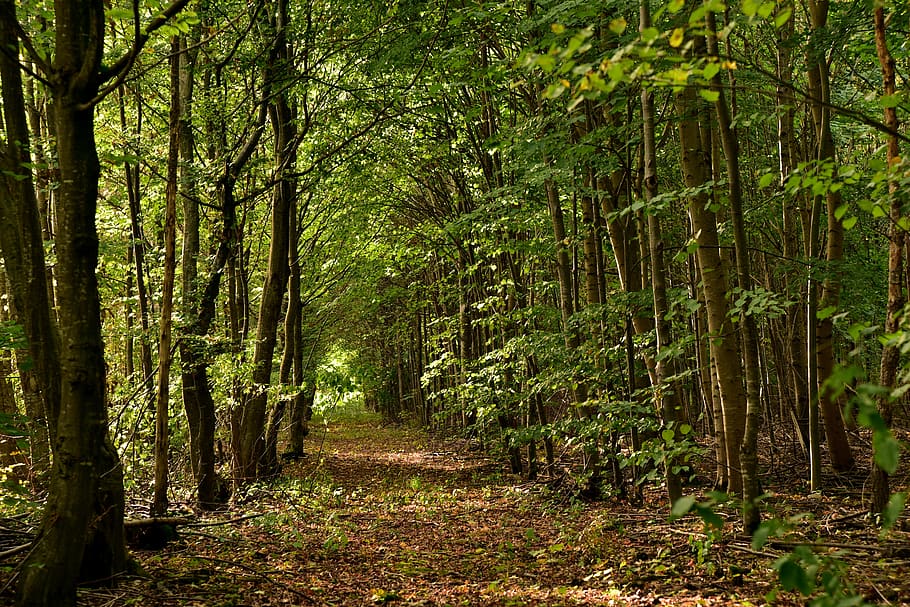 forest, away, forest path, trees, nature, recovery, peaceful HD wallpaper