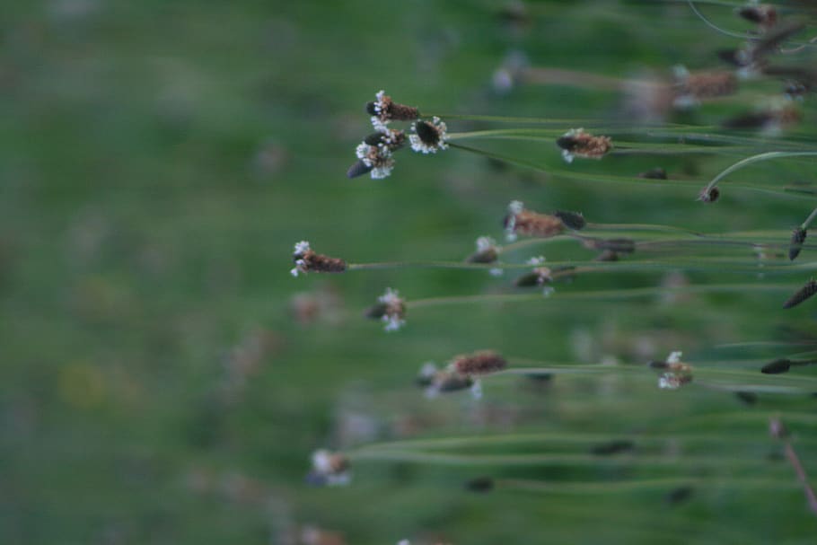 plant, nature, selective focus, no people, day, animal, animal themes HD wallpaper