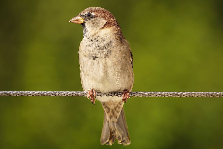 sparrow, sperling, bird, nature, feather, plumage, close up HD wallpaper