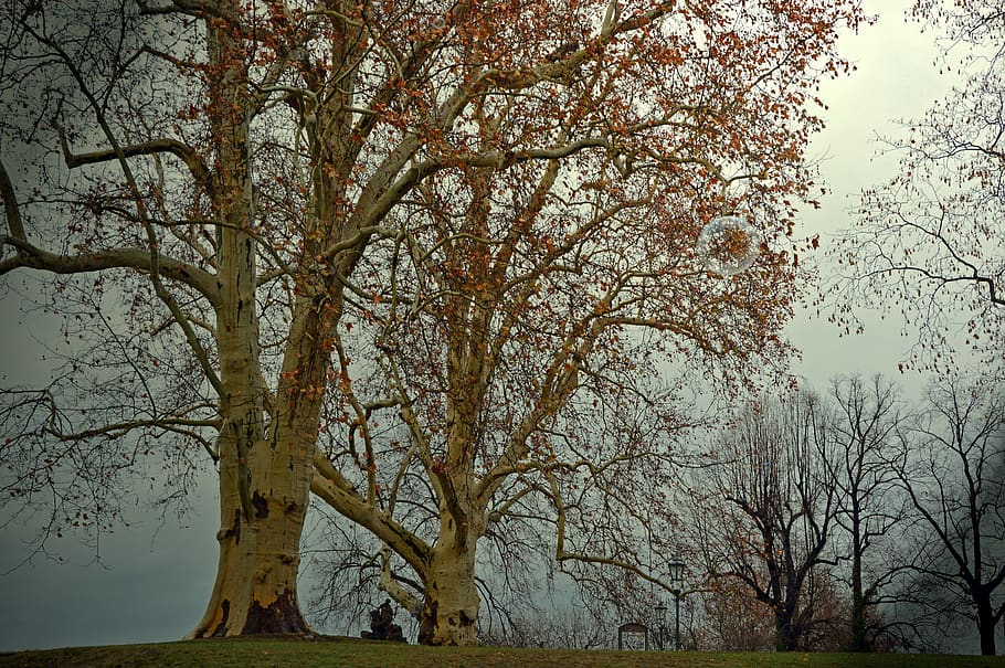 deciduous tree, poplar, autumn, winter, darkness, slurry, haze HD wallpaper
