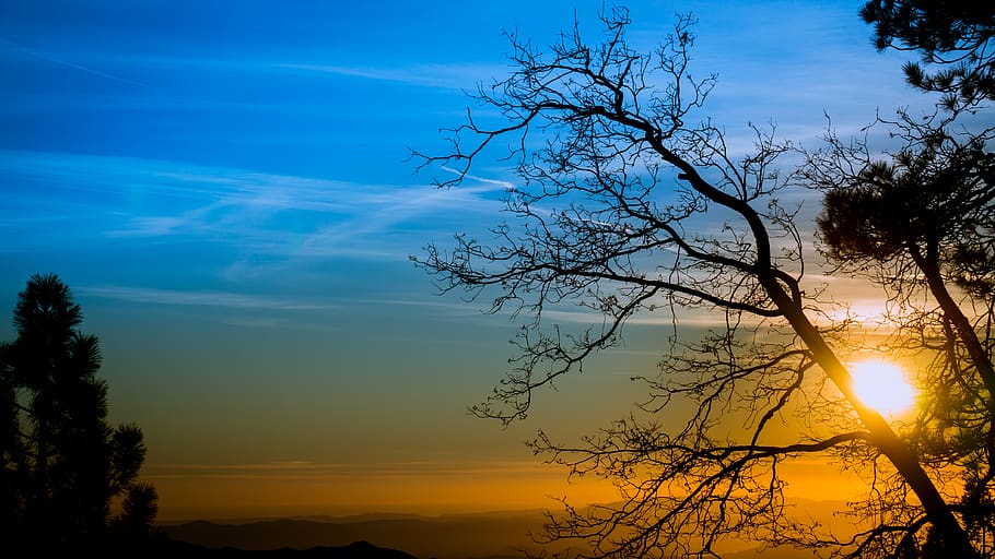 trees, sunset, forest, sky, beauty in nature, plant, cloud - sky HD wallpaper