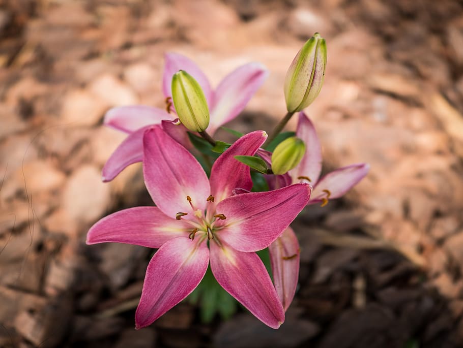 lilly, pink, easter, nature, flower, flora, leaf, garden, botany HD wallpaper