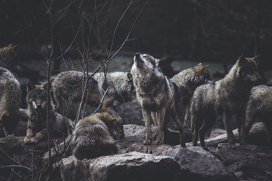 La lune hurle aussi, mais le loup ne l'a jamais su • Ezvana [+18/!\]  Wolf-pack-on-rock-formation