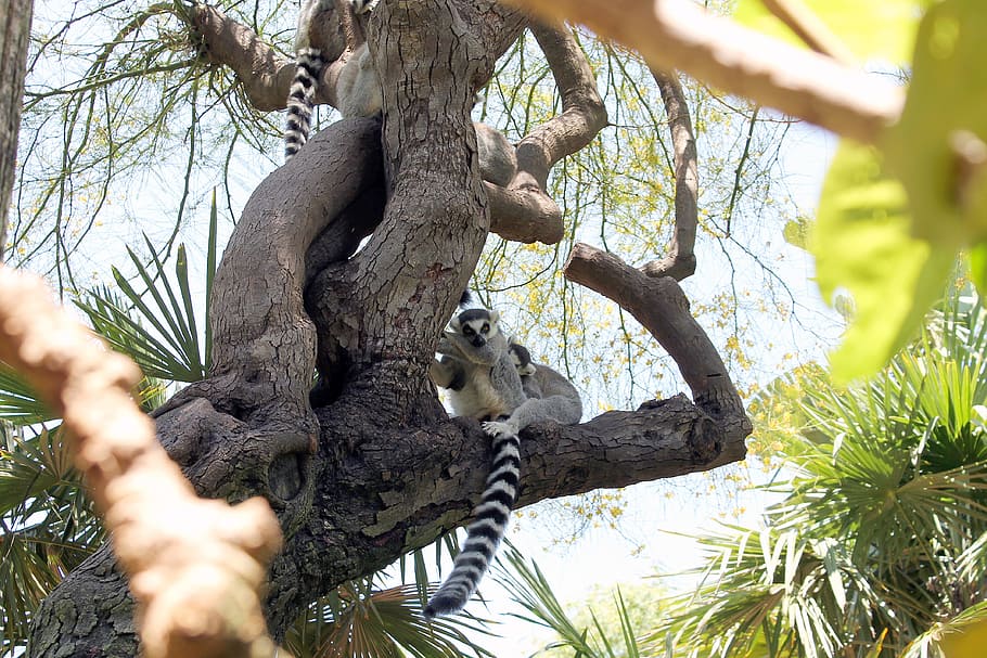 Several lemurs on the tree in nature, plant, animal, animal themes HD wallpaper