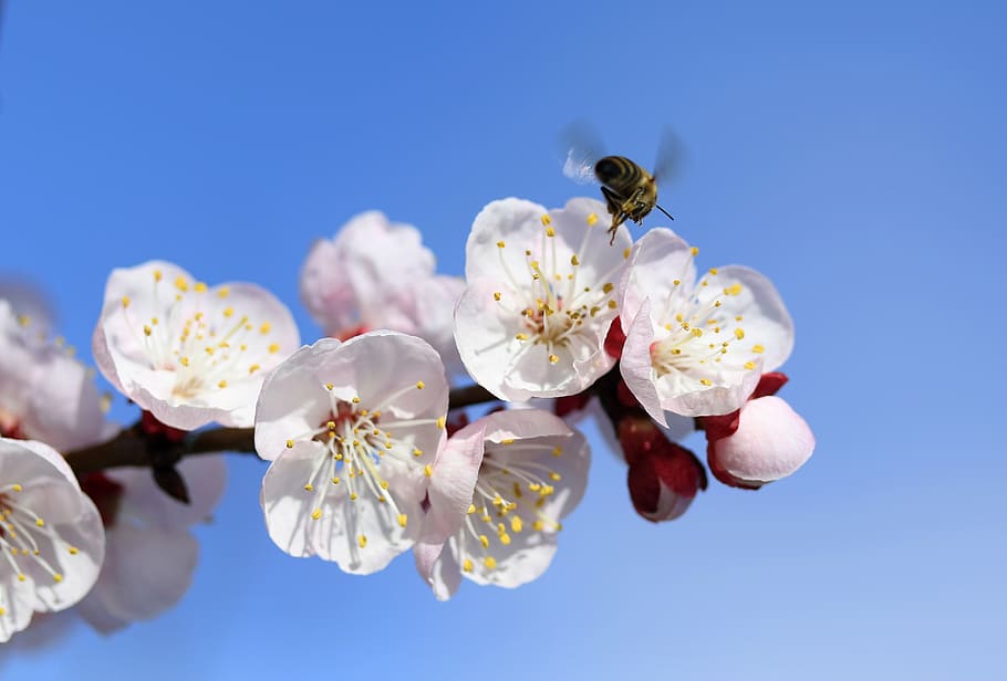 bee, flowers, white, spring, tree, casey, nature, supplies HD wallpaper