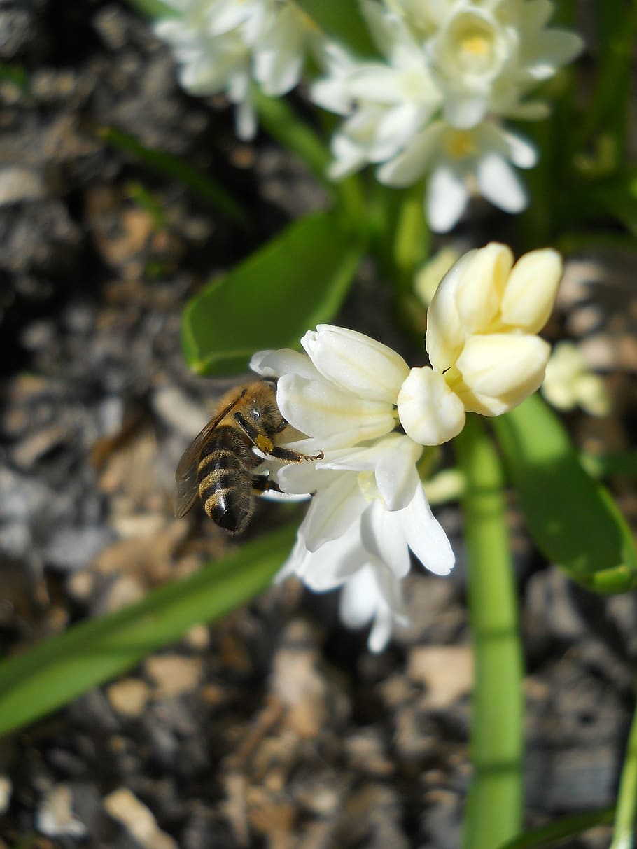 snowdrop, bee, spring, pollination, insect, flower, white, nature HD wallpaper