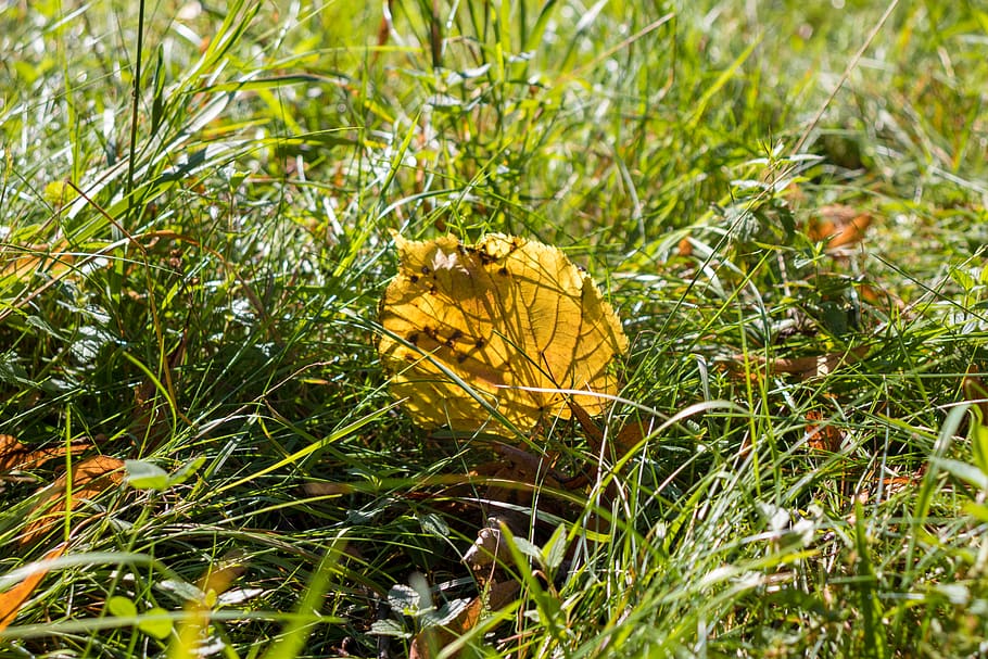 grass, leaf, foliage, summer, plant, nature, land, growth, green color HD wallpaper
