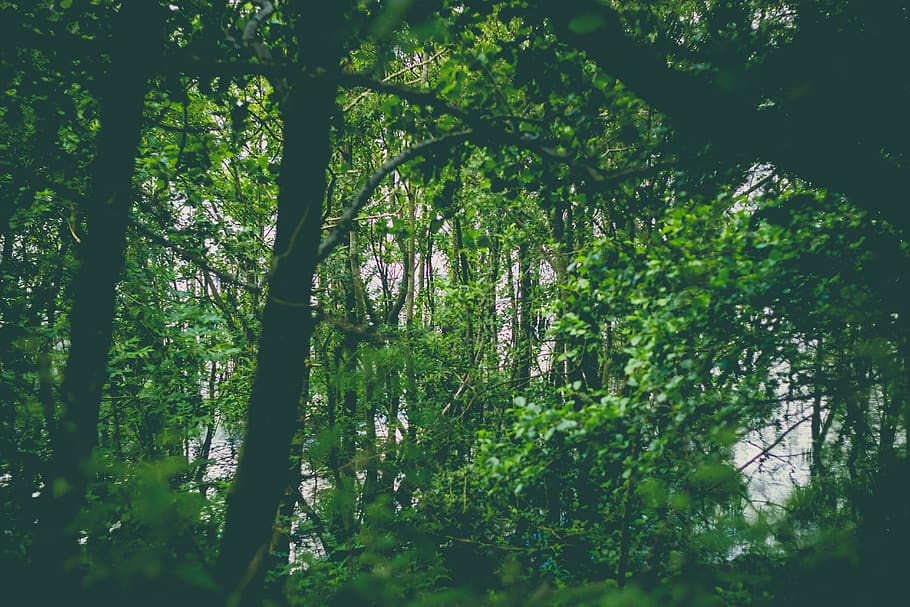 loch lomond, united kingdom, reflection, green, tree, trees, HD wallpaper