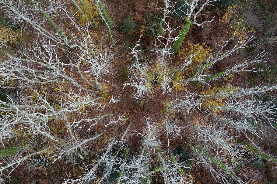 green leafed trees, red, abstract, fall, plant, land, tranquility HD wallpaper