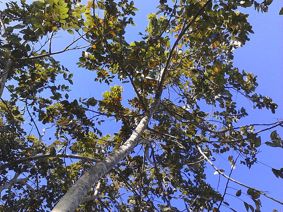 branches, leaves, nature, tree, plant, sky, low angle view HD wallpaper
