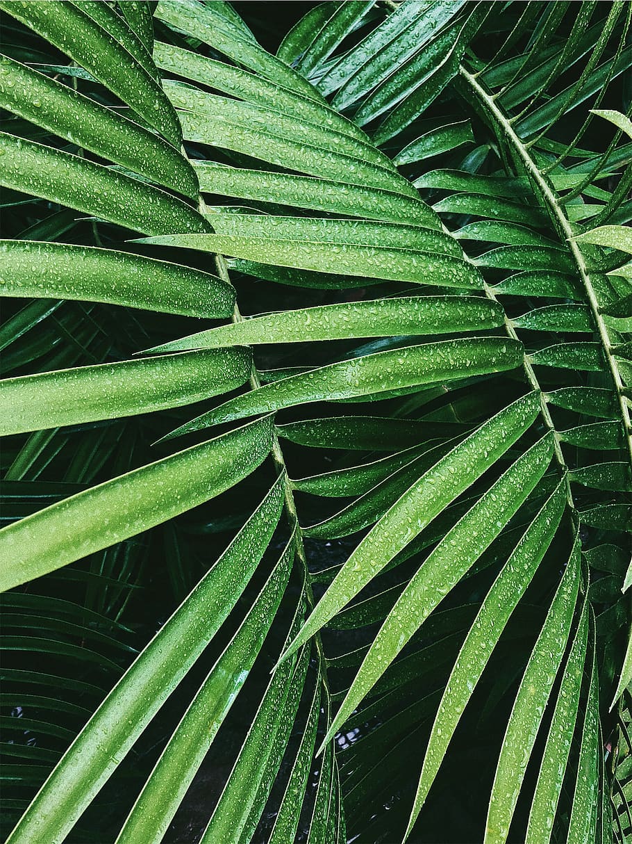 green, plant, leaf, fern, germany, gruson gewächshäuser, magdeburg HD wallpaper